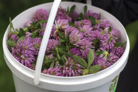 Foraging Edible Wild Plants Image